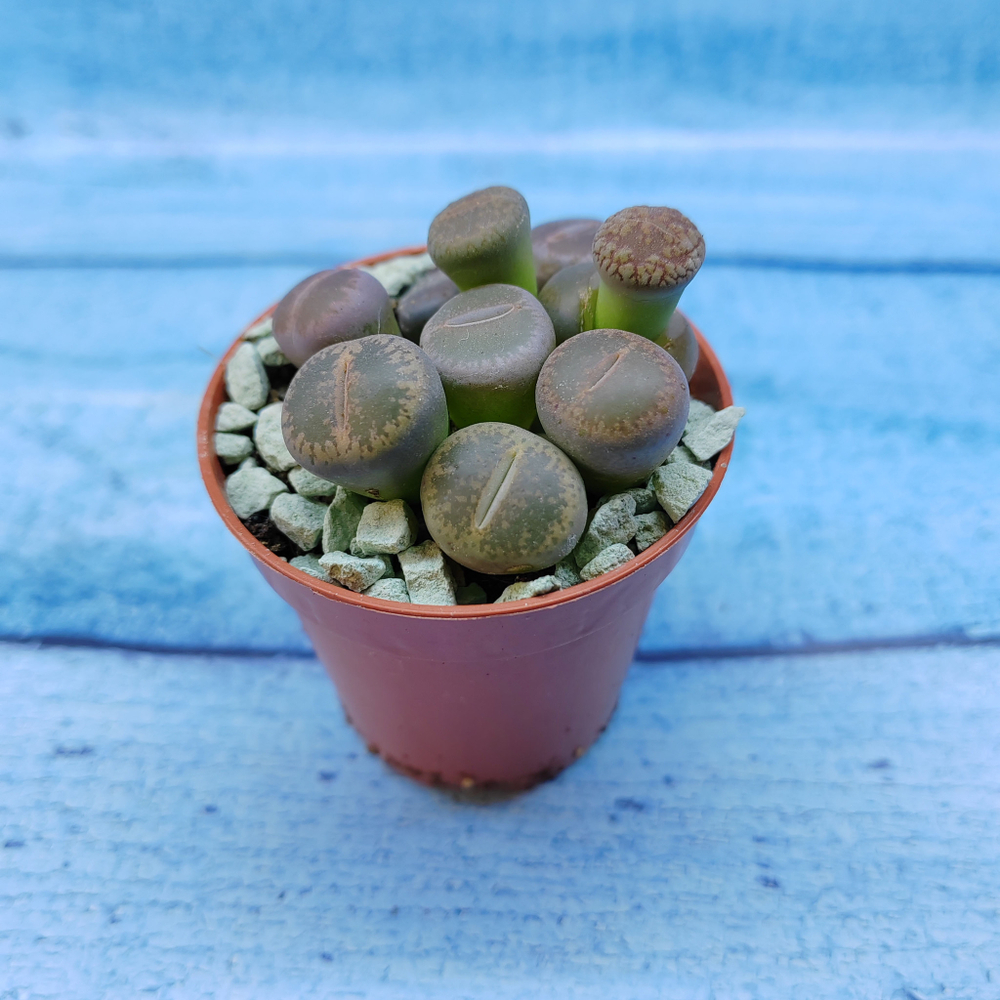 Lithops sp. (Литопсы)
