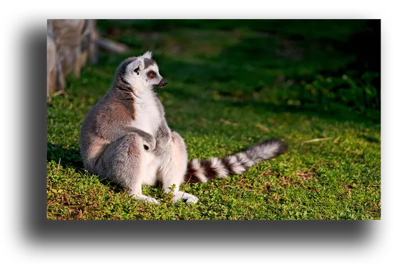 Постер "Прекрасный лемур"