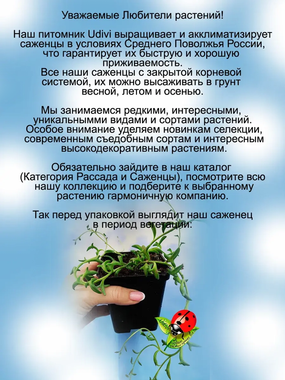 Крестовник Дельфинчики суккулент ампельный