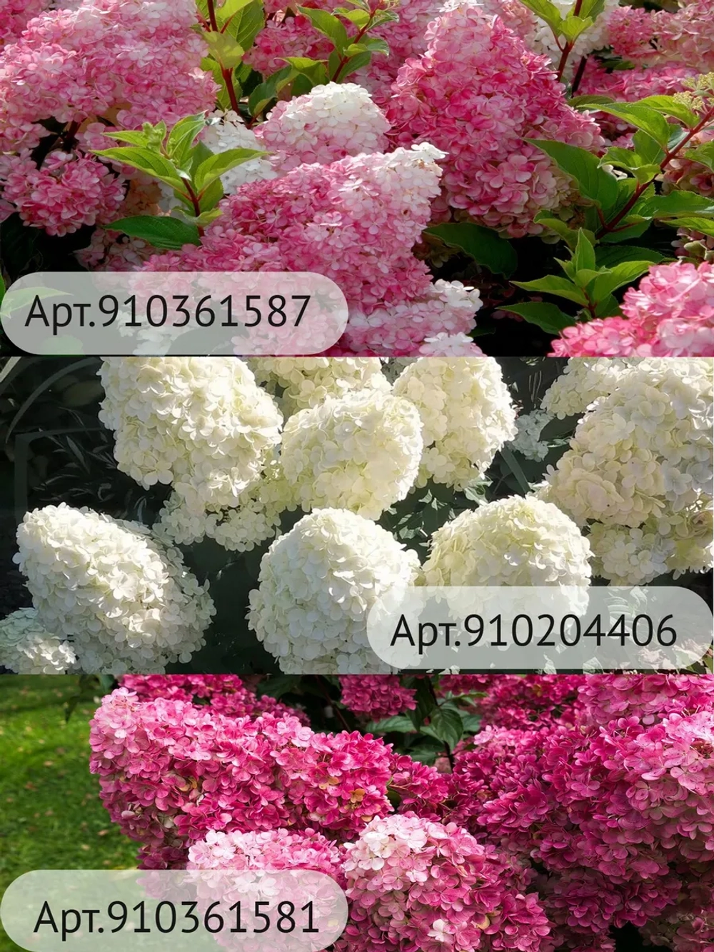 Полар Бир гортензия метельчатая