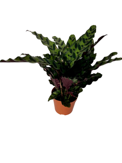 Калатея Leopard Pattern д.21