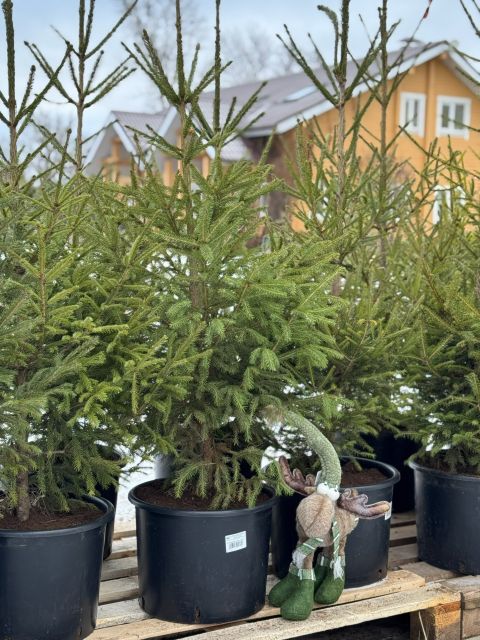 Живые новогодние ели