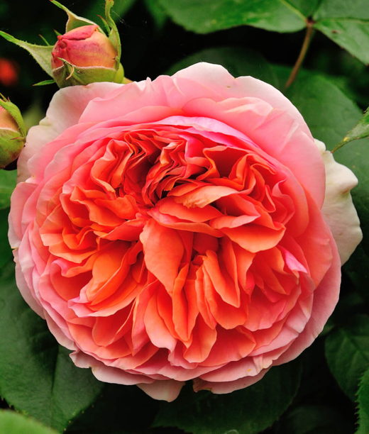 Роза Чиппэндейл С4 Закупка М16 июнь 2026