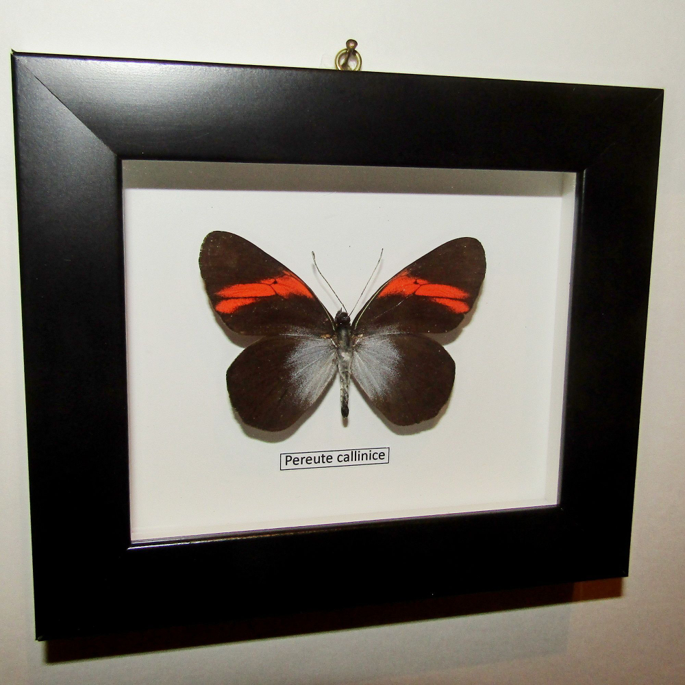 Бабочка Переута в рамке