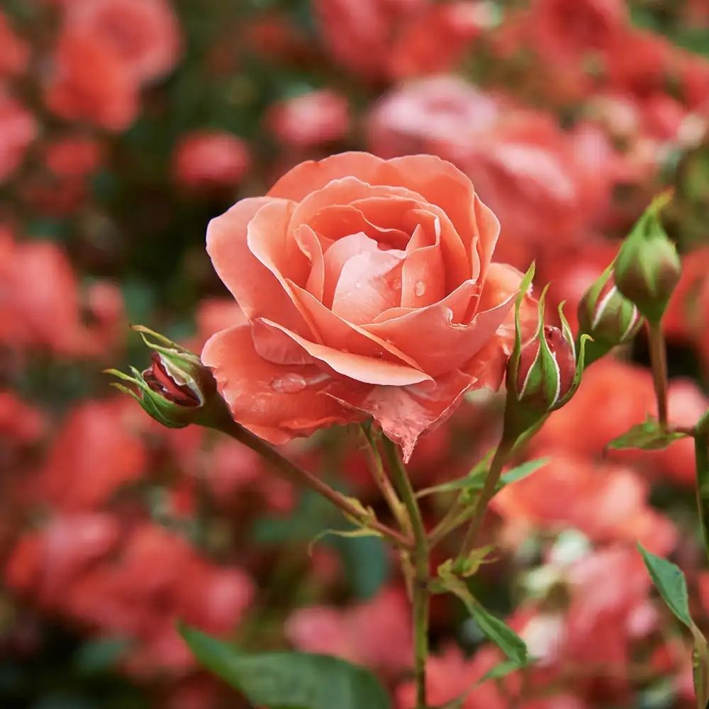 Богемная роза (Bohemian Rose)