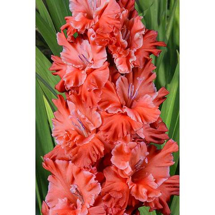 Гладиолус Вождь Краснокожих (5 шт) Волжский Сад