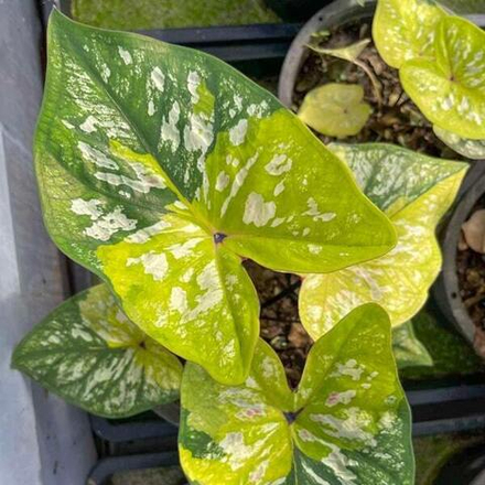 Каладиум BUMBLE BEE