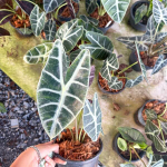 Алоказия SANDERIANA