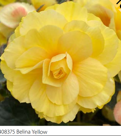 Бегонии в наличии