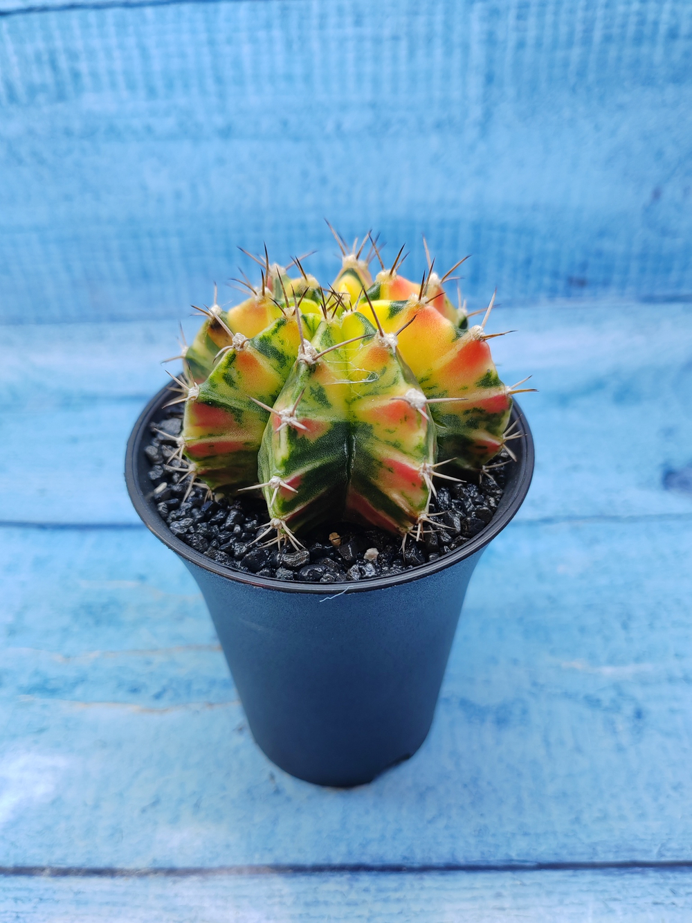 Gymnocalycium Variegata (Гимнокалициум Вариегатный)
