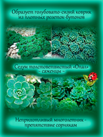 Седум толстоветвистый Опал