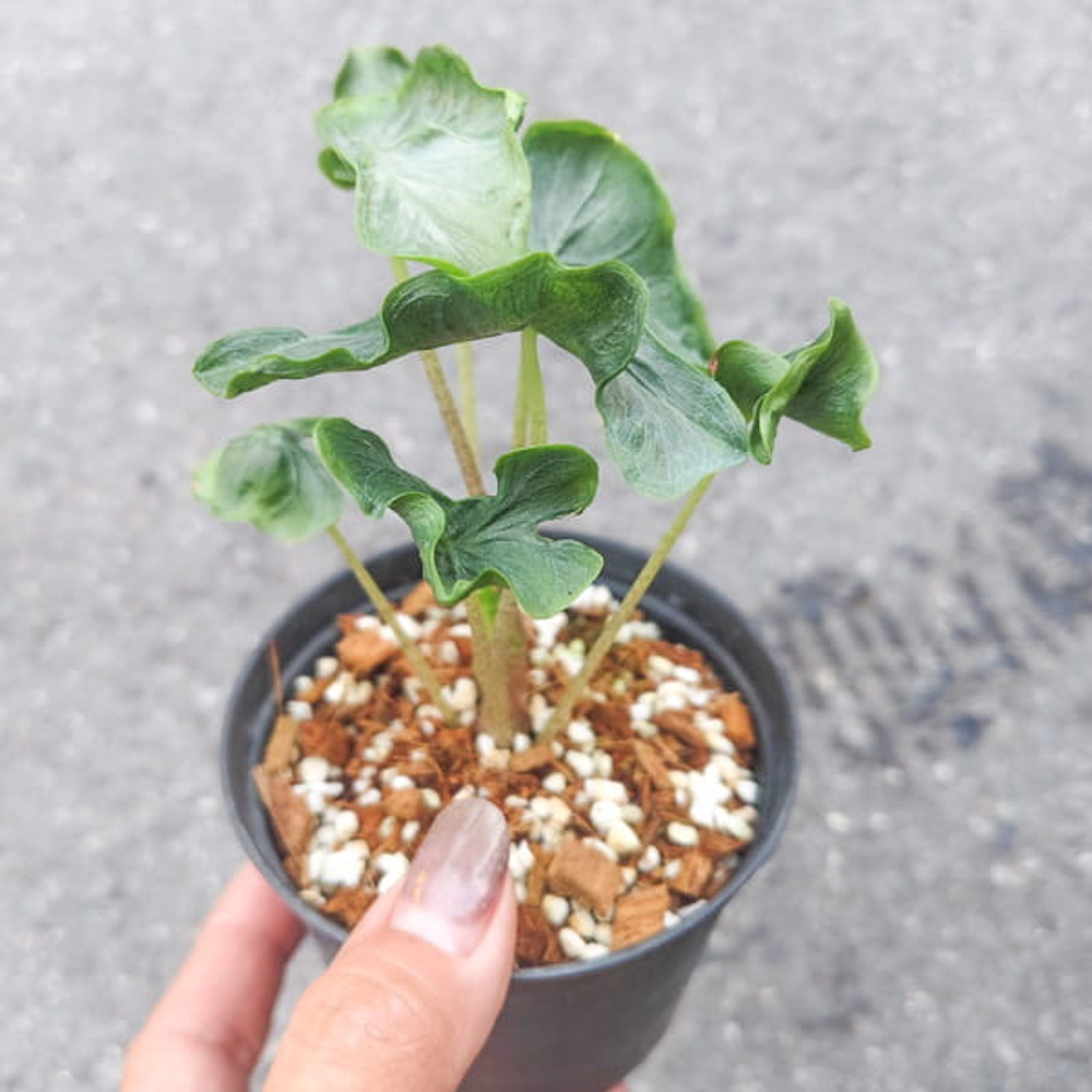 Алоказия HOLY GRAIL