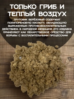 Трутовик березовый (дробленый)