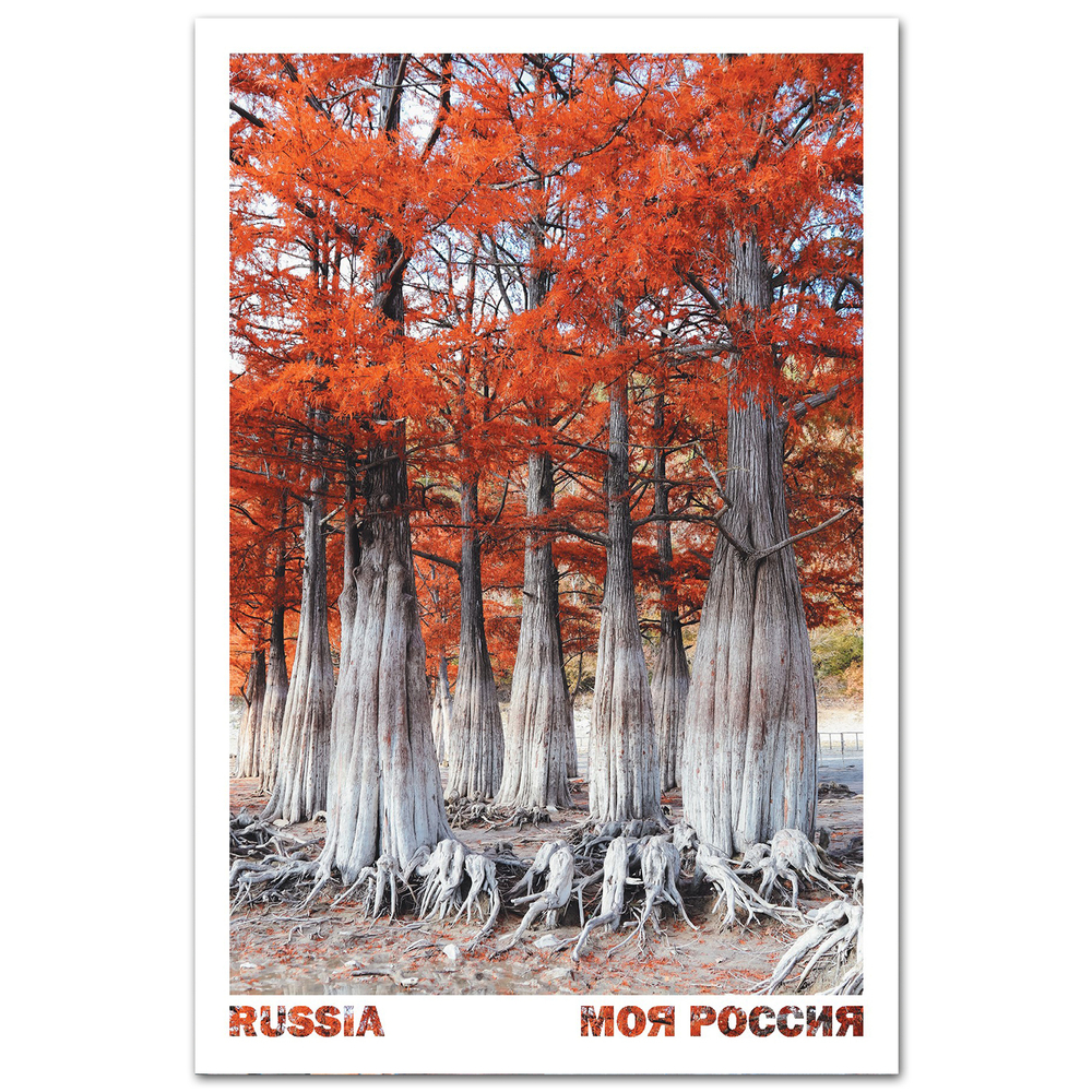 Болотные кипарисы Долины Сукко осенью, Краснодарский край