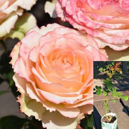 Роза Дуэт чайно-гибридная, саженец с ЗКС.