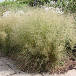 Щучка дернистая Таутрагер С2