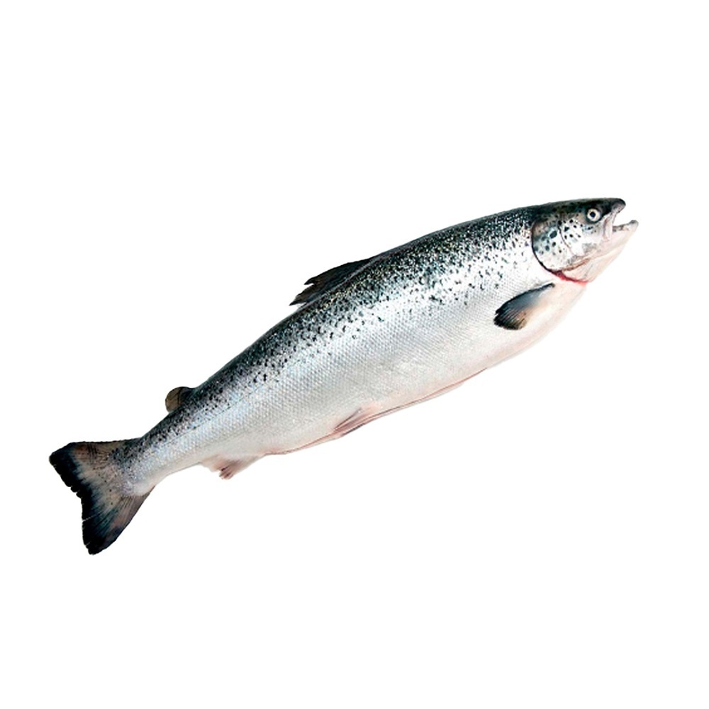 Лосось Потрошеный с Головой Свежемороженый Empresas Aquachile S.a. Чили 6-7кг
