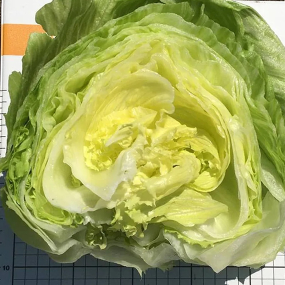 ЛИБЕРКИН семена салата Nunhems отзывы – фото 4