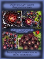 Эониум Шварцкопф чёрный