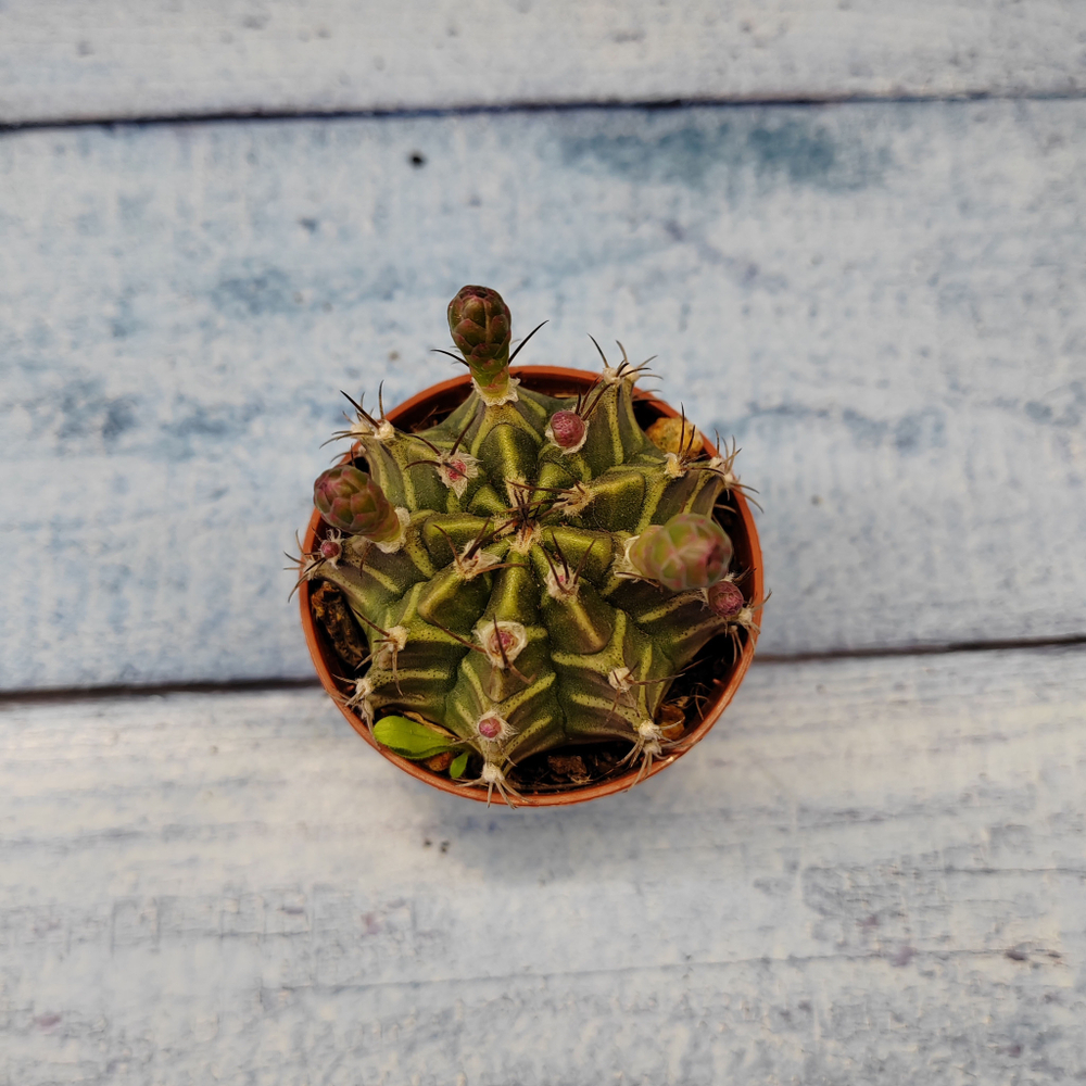 Gymnocalycium Friedrichii (Гимнокалициум)