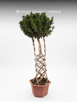 Фикус Dragon Pillar Ginseng д.43