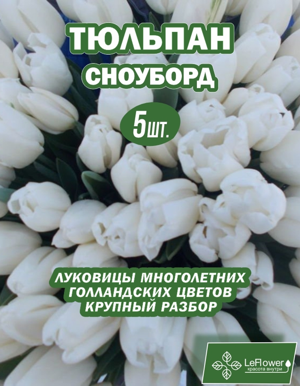 Тюльпан Сноуборд, 5штук, крупные