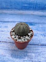 Euphorbia Obesa (Эуфорбия)