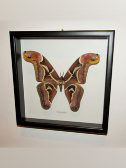 Бабочка Attacus edwardsii в рамке