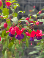 Фуксия Mission Bells