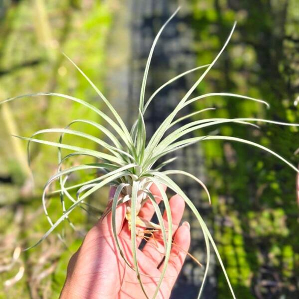 Тилландсия Oddball (exserta x Velutina) R