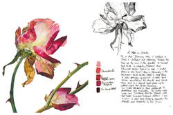 Rosie Sanders' Roses: A Celebration In Botanical Art
