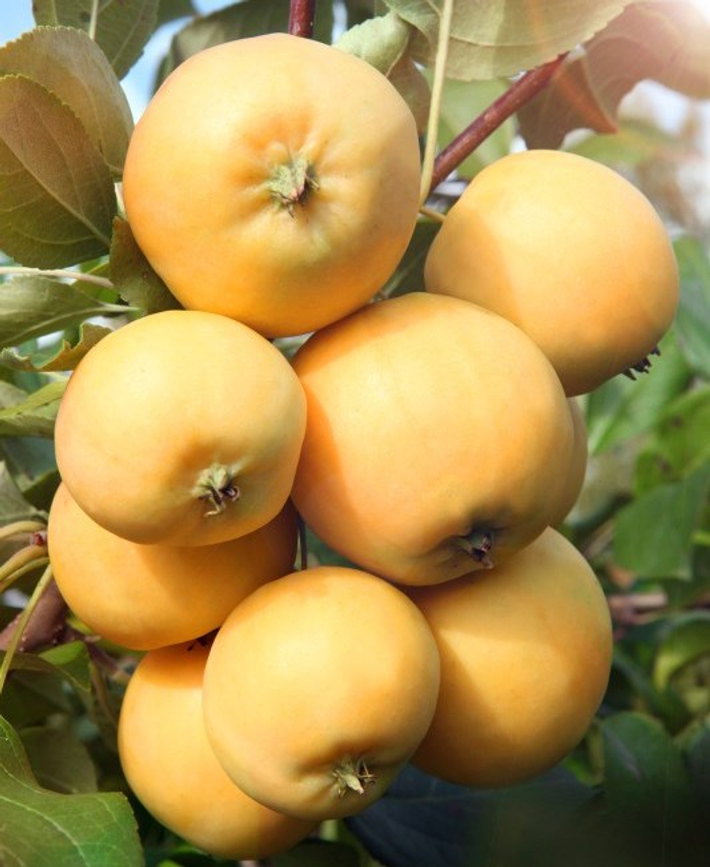 Яблоня Уральское наливное осеннее