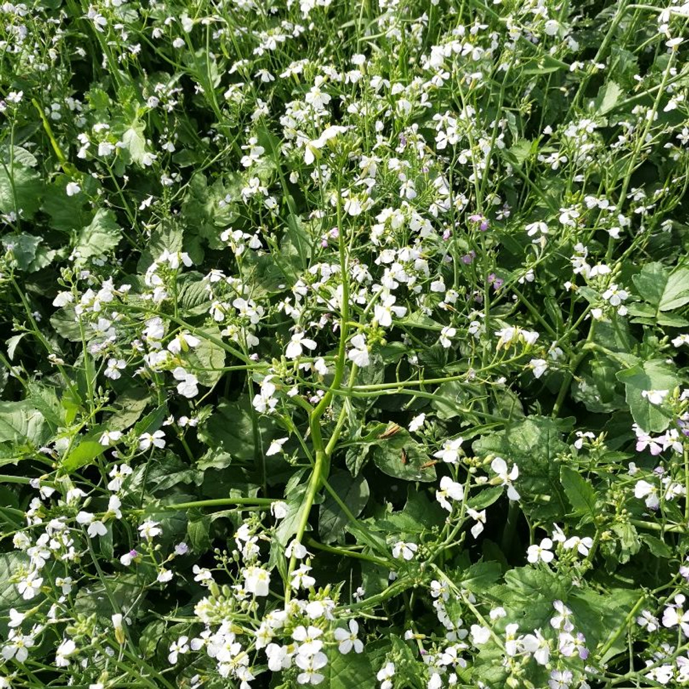 Редька масличная 0.5кг