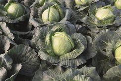 КРАУТМАН F1 семена капусты белокочанной (Bejo | Alexagro)