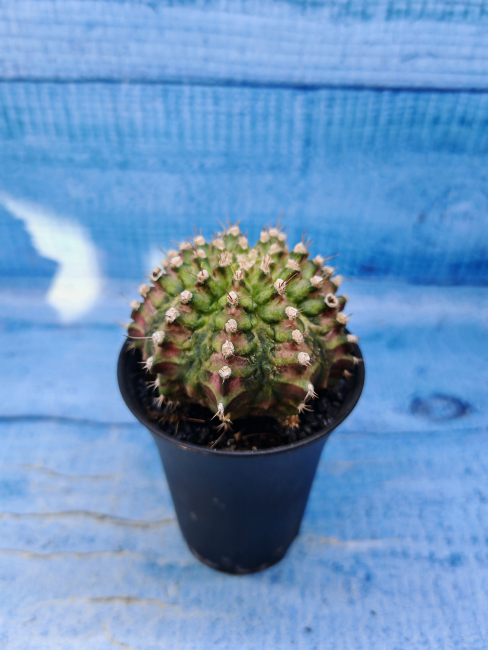 Gymnocalycium T-Rex Pink hybrid (Гимнокалициум)