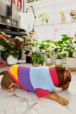 Для собачки