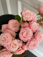 Пионовидная кустовая роза Мадам Бомбастик
