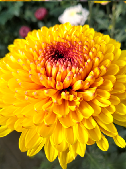 🍀Хризантема одноголовая Serov /о.51 /поставка весна 2026г/