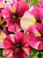 Петуния Шейк F1 Распберри