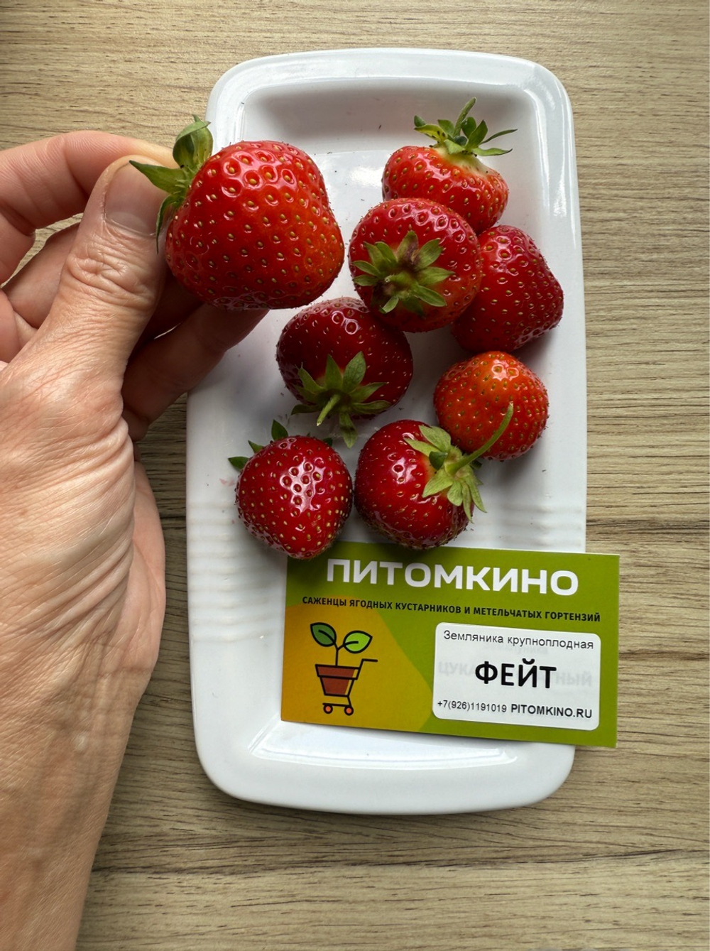 Земляника крупноплодная Фейт