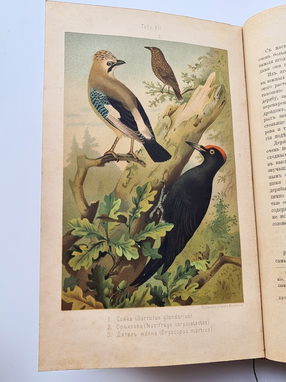 "Из царства пернатых. Популярные очерки из мира русских птиц". Д.Н.Кайгородов. 1892г.