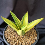 Сансевиерия SUNNY VAR