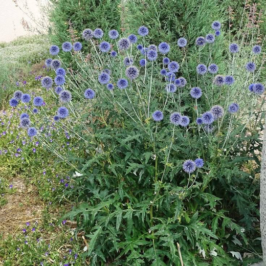 Мордовник обыкновенный Вейчс Блю С2 Закупка М39 июнь 2026