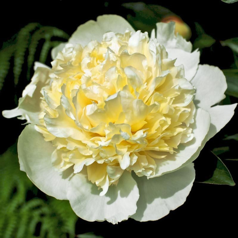 Пион Лаура Дессерт