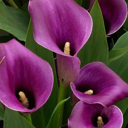 Калла Пако 1 клубень, март 2026