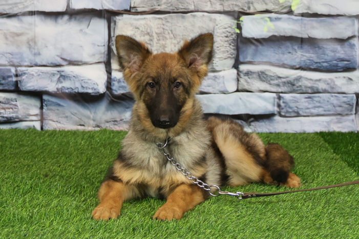 КАЛИНА Из Поместья Боговик