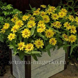 Цинния гибридная  Профьюжн Лемон  100 семян