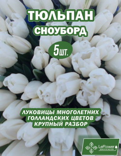 Тюльпан Сноуборд, 5штук, крупные