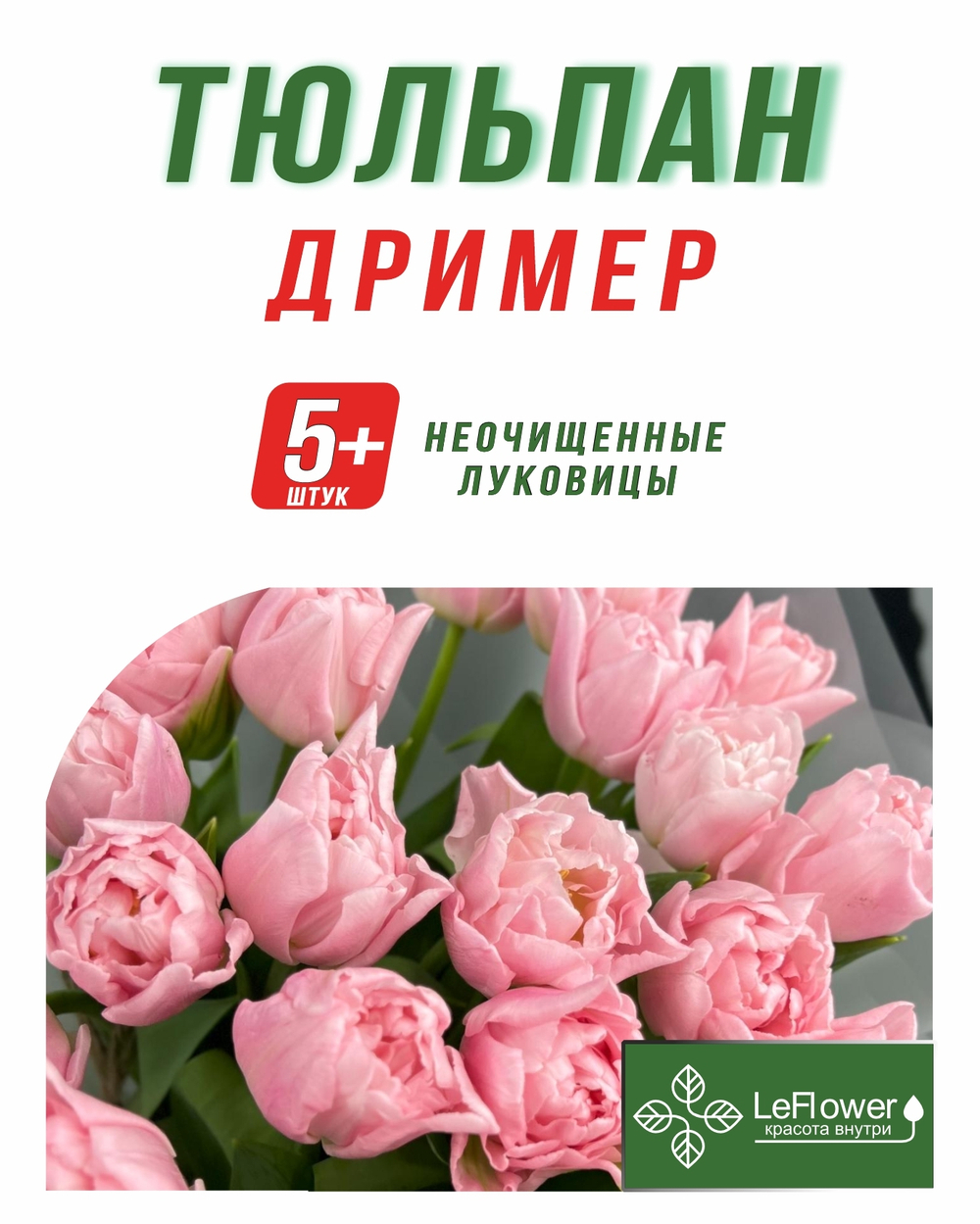 Тюльпан Луковица, Дример, 5+ шт
