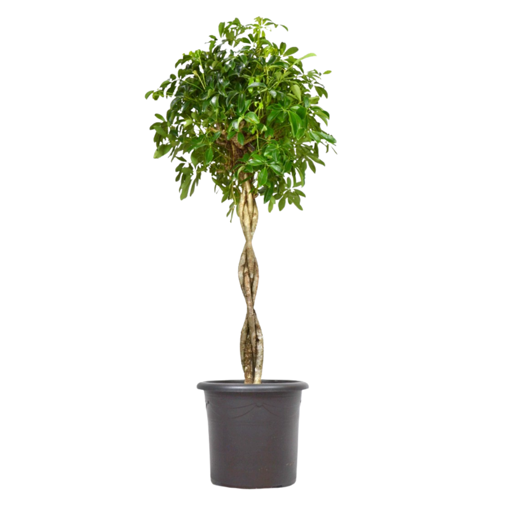 Шефлера Коса